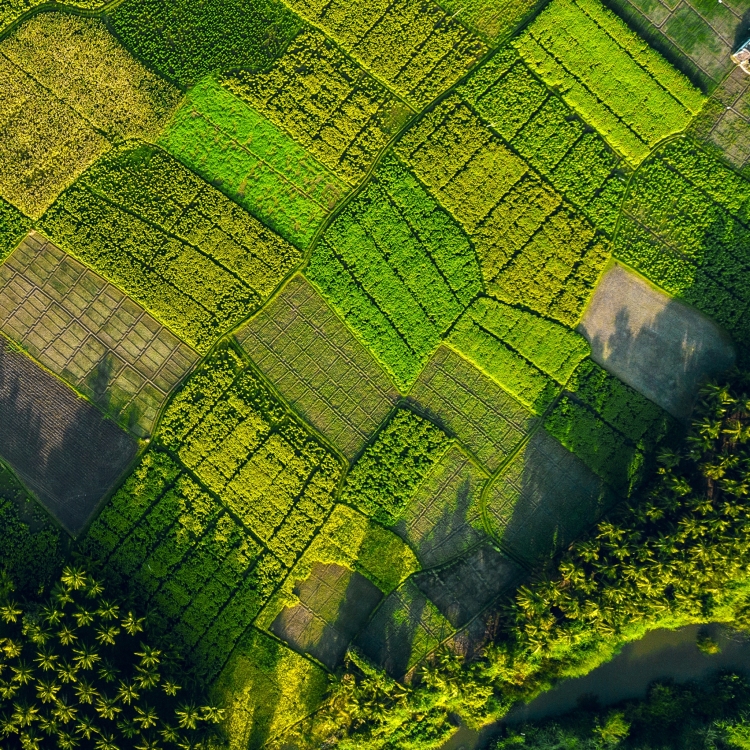 Vibrant Green Harwesting land