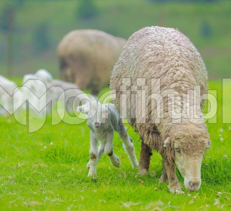 Sheep And Lamb
