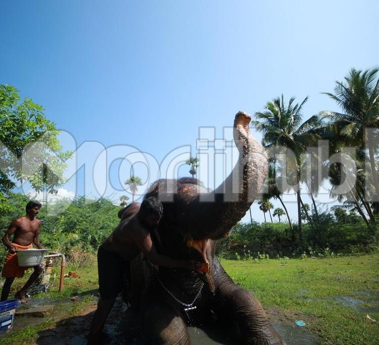 Elephant Companionship