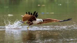 A moment when a Brahminy Kite successfully completed his Hunting 