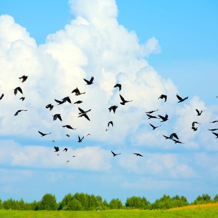 flight-of-freedom-bird-in-the-open-sky