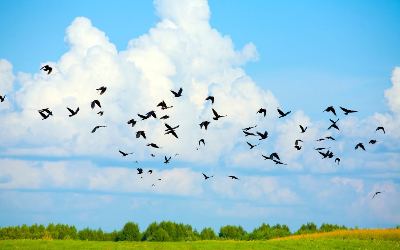 flight-of-freedom-bird-in-the-open-sky