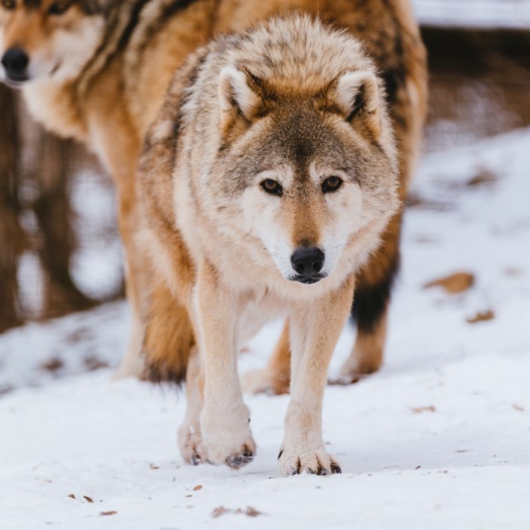 paws-in-the-snow-winter-wolf-in-the-forest