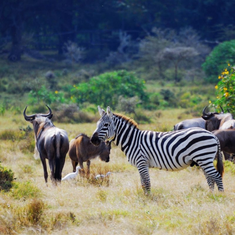 vivid-nature-and-wildlife-photography-collections